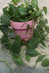 Heartleaf Philodendron (Philodendron scandens)