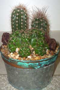 Cactus (Family Cactaceae)