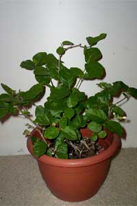 Jasmine (Jasminum sambac)
