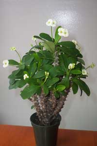 Crown-of-Thorns (Euphorbia milli)