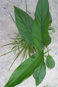 Peace Lily (Spathiphyllum species)