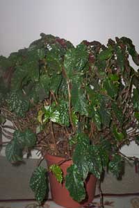 Angel-Wing Begonia (Begonia coccinea)
